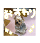 みんなのリカちゃん（個別スタンプ：13）
