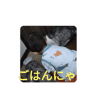 ととここあスタンプ5（個別スタンプ：7）