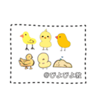 ぴよぴよ教スタンプ第二弾‼（個別スタンプ：40）
