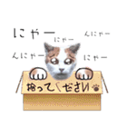 ニャンコ飼いたい大作戦（個別スタンプ：1）