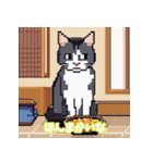 猫の日常ですねん（個別スタンプ：11）