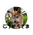 柴犬サクラその伍（個別スタンプ：7）