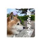 柴犬サクラその伍（個別スタンプ：9）