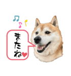 柴犬サクラその伍（個別スタンプ：11）