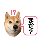 柴犬サクラその伍（個別スタンプ：15）