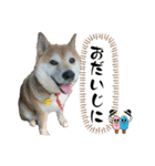 柴犬サクラその伍（個別スタンプ：23）