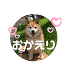 柴犬サクラその伍（個別スタンプ：31）