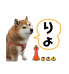 柴犬サクラその伍（個別スタンプ：36）