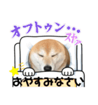 柴犬サクラその伍（個別スタンプ：37）