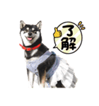 柴犬 黒柴 ちこ（個別スタンプ：1）