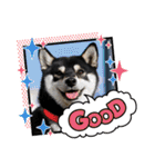 柴犬 黒柴 ちこ（個別スタンプ：3）