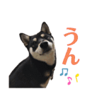 柴犬 黒柴 ちこ（個別スタンプ：4）