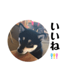 柴犬 黒柴 ちこ（個別スタンプ：9）