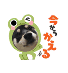 柴犬 黒柴 ちこ（個別スタンプ：10）