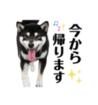 柴犬 黒柴 ちこ（個別スタンプ：11）