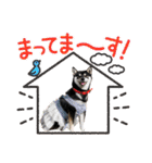 柴犬 黒柴 ちこ（個別スタンプ：12）