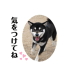 柴犬 黒柴 ちこ（個別スタンプ：13）