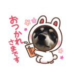 柴犬 黒柴 ちこ（個別スタンプ：15）