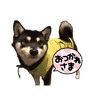 柴犬 黒柴 ちこ（個別スタンプ：16）