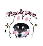 柴犬 黒柴 ちこ（個別スタンプ：18）