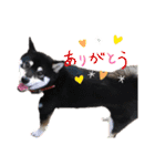 柴犬 黒柴 ちこ（個別スタンプ：19）