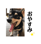 柴犬 黒柴 ちこ（個別スタンプ：22）