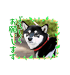 柴犬 黒柴 ちこ（個別スタンプ：24）