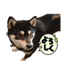 柴犬 黒柴 ちこ（個別スタンプ：25）