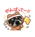 柴犬 黒柴 ちこ（個別スタンプ：26）