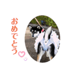 柴犬 黒柴 ちこ（個別スタンプ：27）