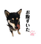柴犬 黒柴 ちこ（個別スタンプ：28）