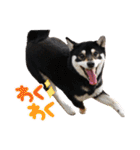 柴犬 黒柴 ちこ（個別スタンプ：29）