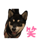 柴犬 黒柴 ちこ（個別スタンプ：30）