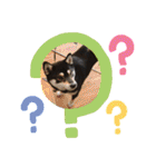 柴犬 黒柴 ちこ（個別スタンプ：32）