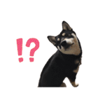 柴犬 黒柴 ちこ（個別スタンプ：33）