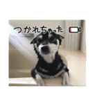 柴犬 黒柴 ちこ（個別スタンプ：34）