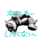 柴犬 黒柴 ちこ（個別スタンプ：35）