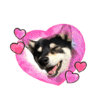柴犬 黒柴 ちこ（個別スタンプ：36）