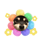 柴犬 黒柴 ちこ（個別スタンプ：37）