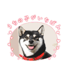 柴犬 黒柴 ちこ（個別スタンプ：38）