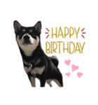 柴犬 黒柴 ちこ（個別スタンプ：39）