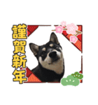 柴犬 黒柴 ちこ（個別スタンプ：40）