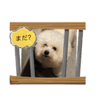 ビションとマルプーです（個別スタンプ：3）