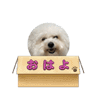 ビションとマルプーです（個別スタンプ：6）