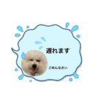 ビションとマルプーです（個別スタンプ：7）