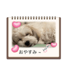 ビションとマルプーです（個別スタンプ：9）