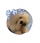 ビションとマルプーです（個別スタンプ：11）