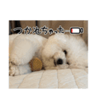 ビションとマルプーです（個別スタンプ：14）