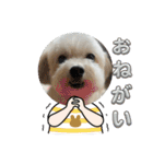 ビションとマルプーです（個別スタンプ：16）