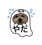 ビションとマルプーです（個別スタンプ：19）